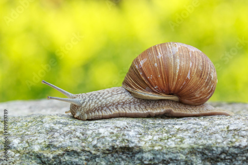 Snail on a stone