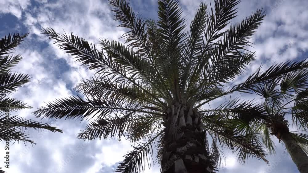 Palm Trees against Cloudy Blue Sky Palm Trees against Cloudy Blue Sky