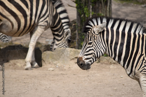 Zebra Tarnmuster Streifen 