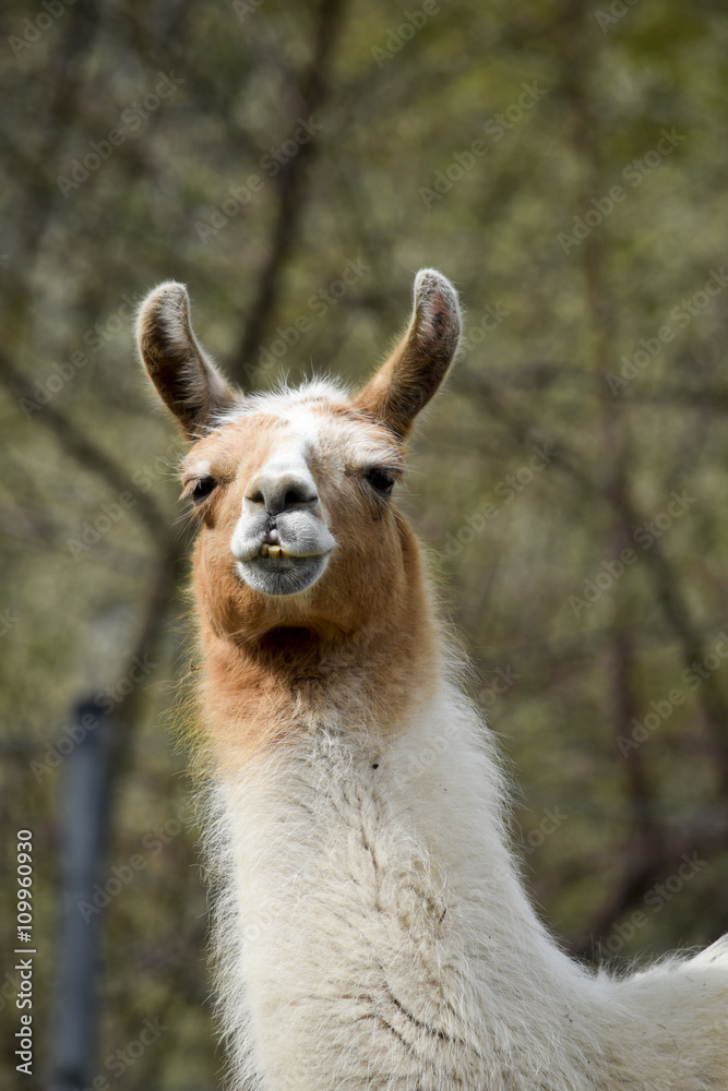 Obraz premium lustiges Lama lächelt