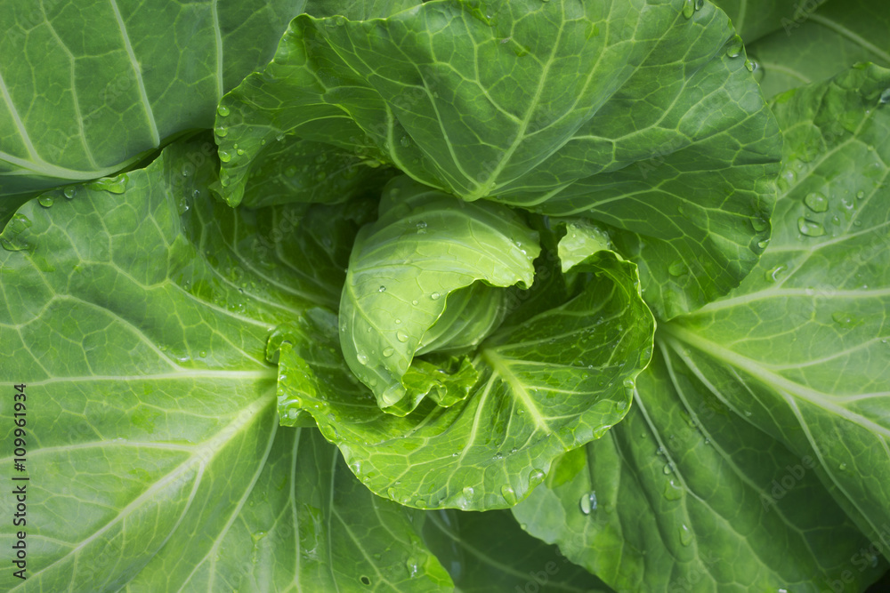 close up of fresh young cabbage in the vegetable garden close up of fresh young cabbage in the vegetable garden