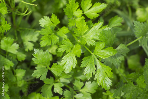 fresh green parsley growing in the vegetable garden  photo