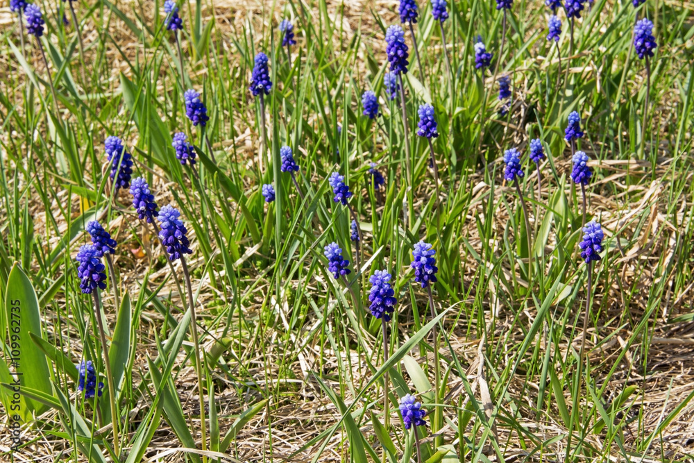 Spring flowers - blue flowers Muscari or murine hyacinth in the wild. Spring flowers - blue flowers Muscari or murine hyacinth in the wild.