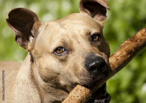 portret van een blije spelende hond  Amerikaanse staffordshire terrier  met stok in bek