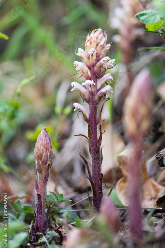 Common broomrape (Orobanche minor var. maritima) in flower. Group of parasitic plants with lilac white and brown flowers in the family Orobanchaceae