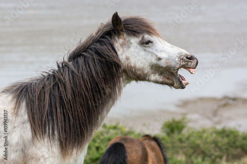 фотографія Grey Dartmoor pony stallion with mouth open and teeth
