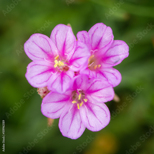 Sea thrift (Almeria maritima) flowers. Pink flowers of plant in family Pumbaginaceae, growing on rocky British coastline