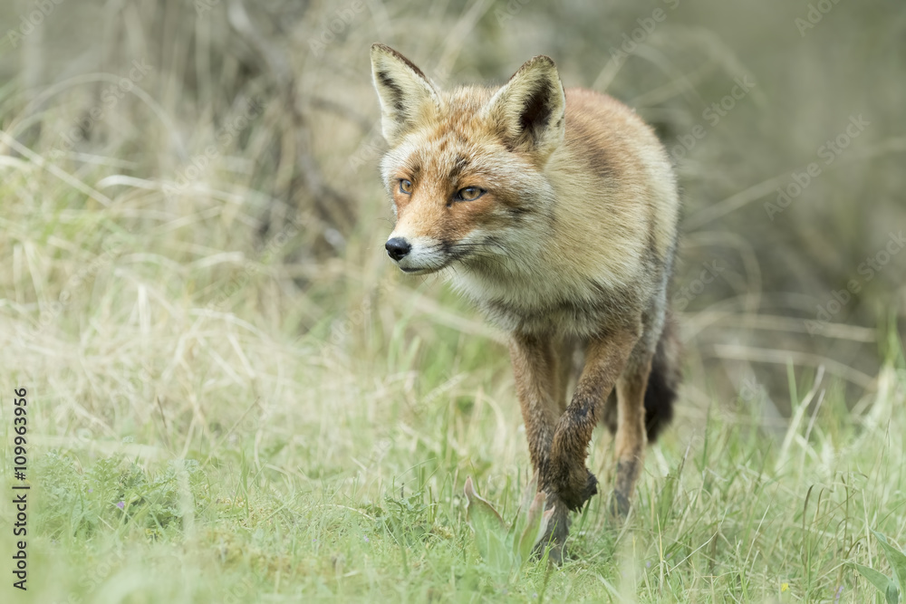 Wild red fox Wild red fox
