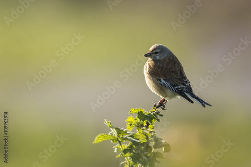 Linnet bird, Carduelis cannabina singing © Sander Meertins