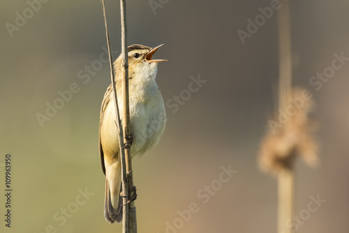 Sedge Warbler, Acrocephalus schoenobaenus, singing photo