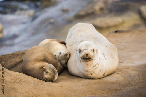 Family of three light, small sea lions sleeping in the sun on a rocky beach in San Diego, California in La Jolla cove