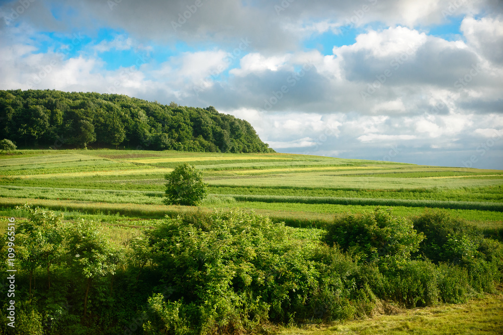 Fototapeta premium Green field of spring grass and forest