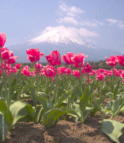 tulip photo