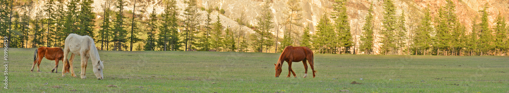 horses grazing in alpine meadows horses grazing in alpine meadows
