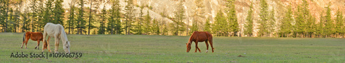 horses grazing in alpine meadows