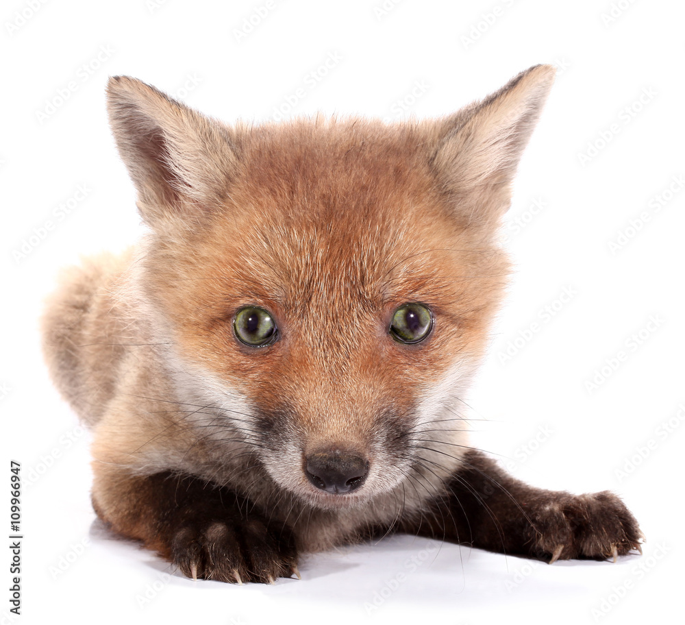 Fototapeta premium Little fox cub