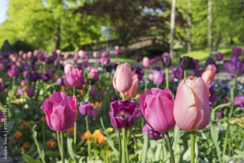 rosa und violette Tulpen im ersten Frühlingslicht rosa und violette Tulpen im ersten Frühlingslicht