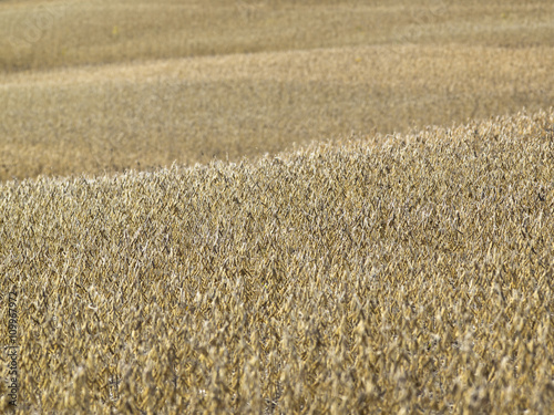 wheat field.