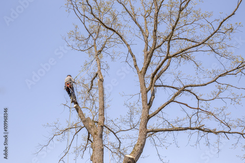 Man with special equipment pruning oak