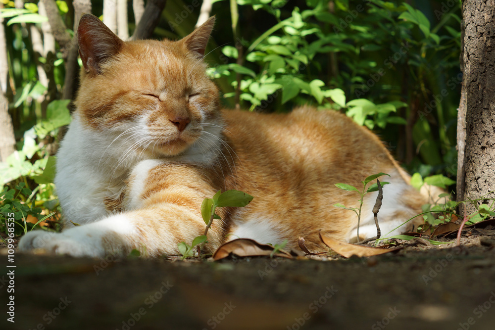 庭でくつろぐ茶猫 Stock 写真 | Adobe Stock