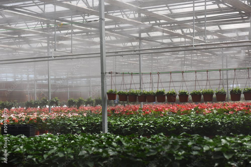 Fototapeta premium Red flowers in greenhouse