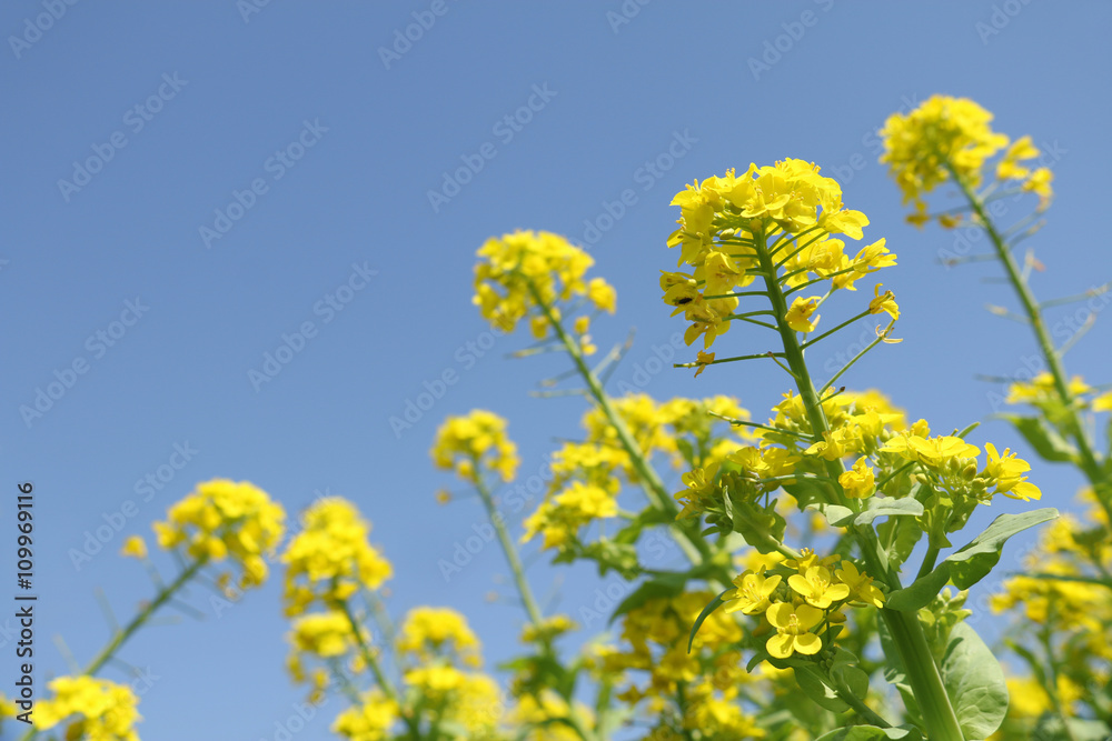 field mustard flowers and blue sky