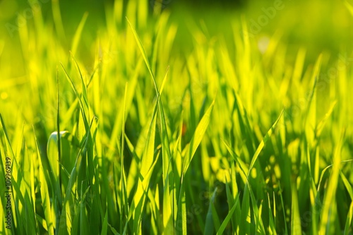 Beautiful green grass background