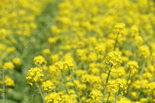 yellow field mustard flowers background