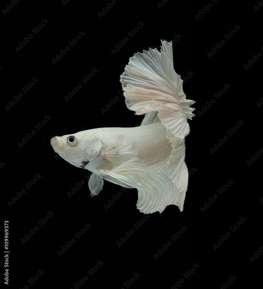 white Fighting fish isolated on a black background. white Fighting fish isolated on a black background.