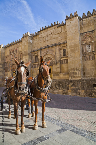 Horses and cart, Córdoba, Andalusia, Spain