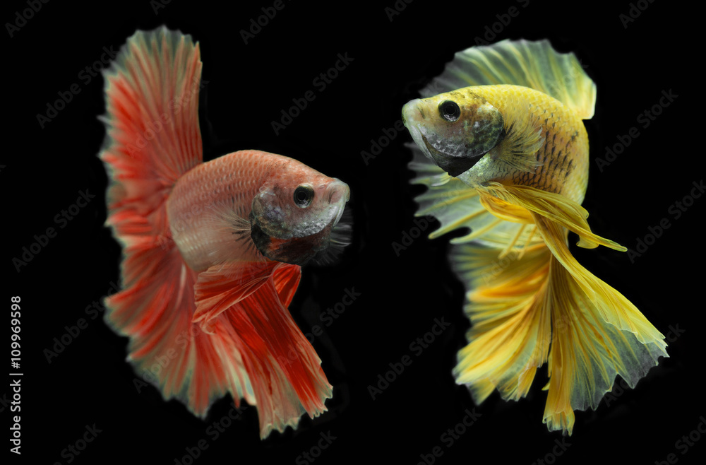 Betta fish, siamese fish on Black background Betta fish, siamese fish on Black background