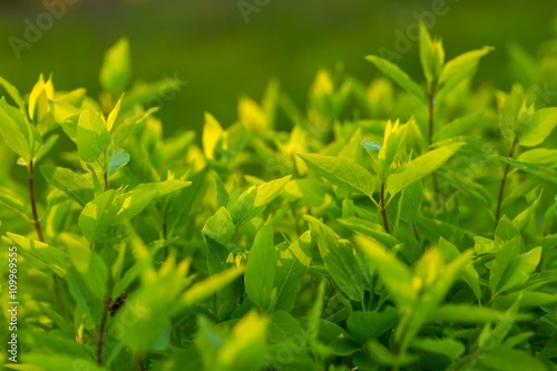 Green bush with young leaves