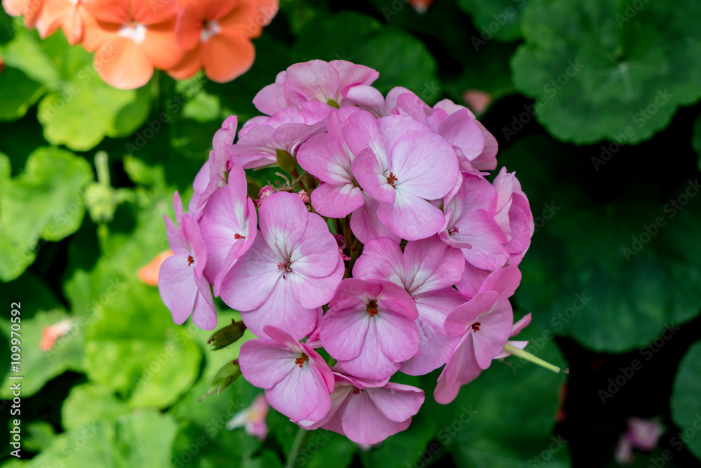 Obraz premium flower