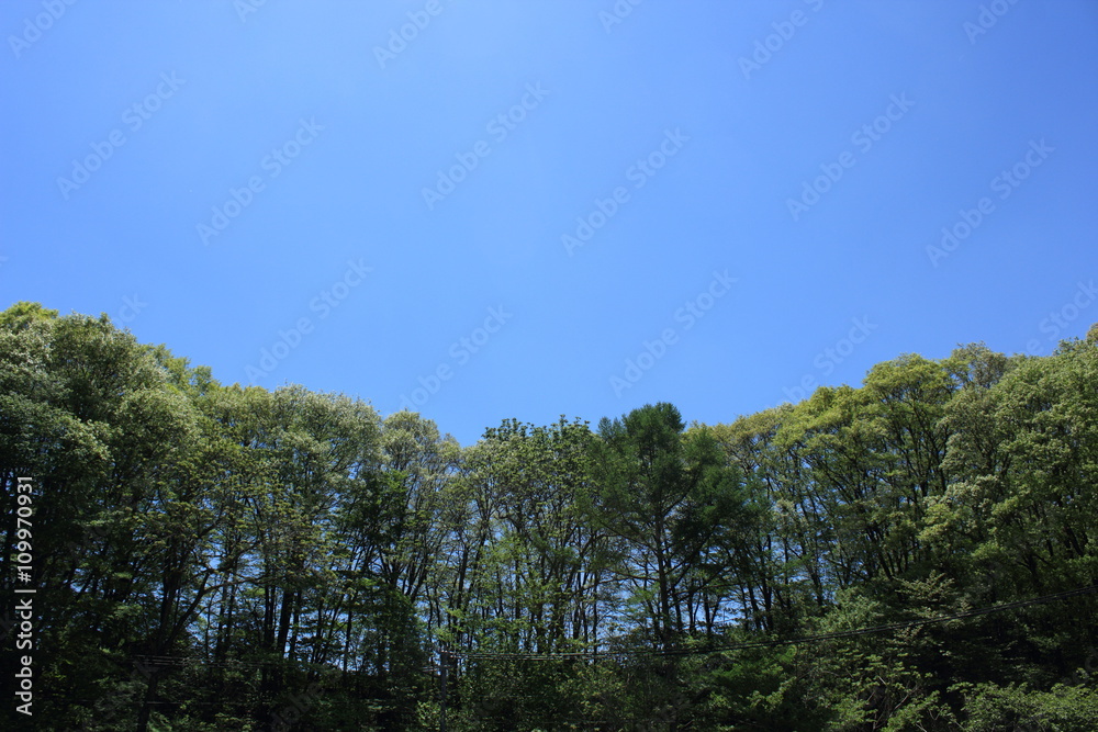 Trees and blue sky