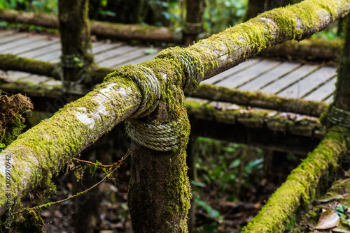 Nature Trail in Doi Inthanon National Park photo