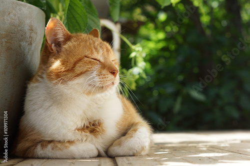 Fototapeta Naklejka Na Ścianę i Meble -  眠る茶猫