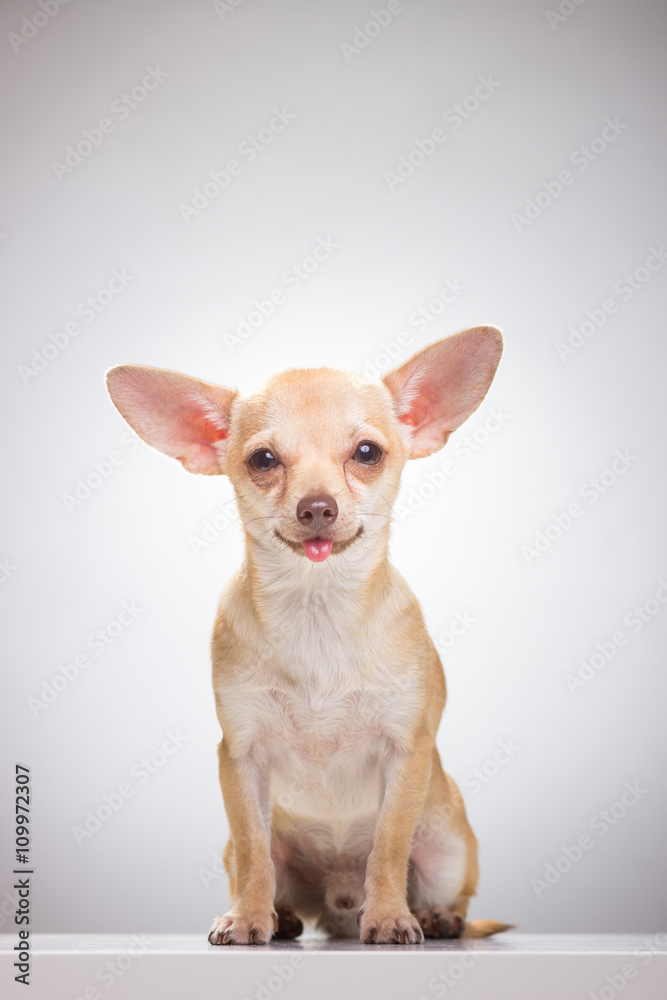 Cute Chihuahua sitting.