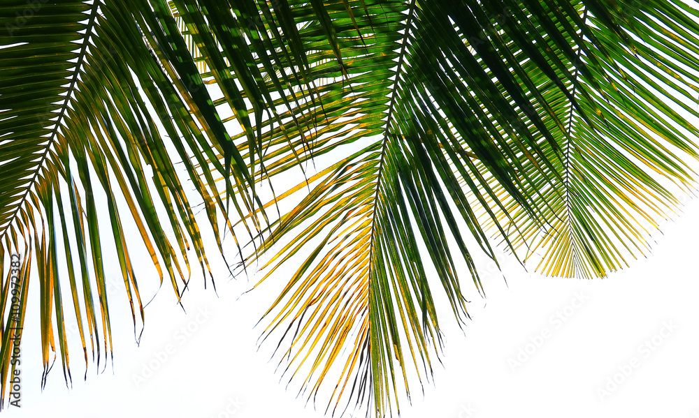 Leaves of coconut tree isolated on white background