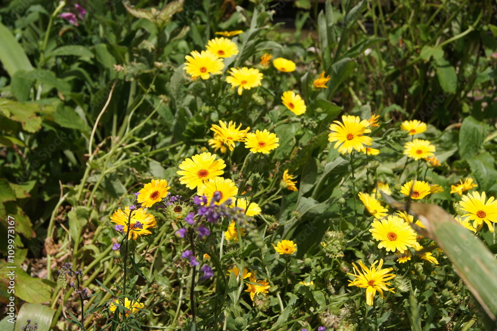 サンシャイン屋上庭園5月の花