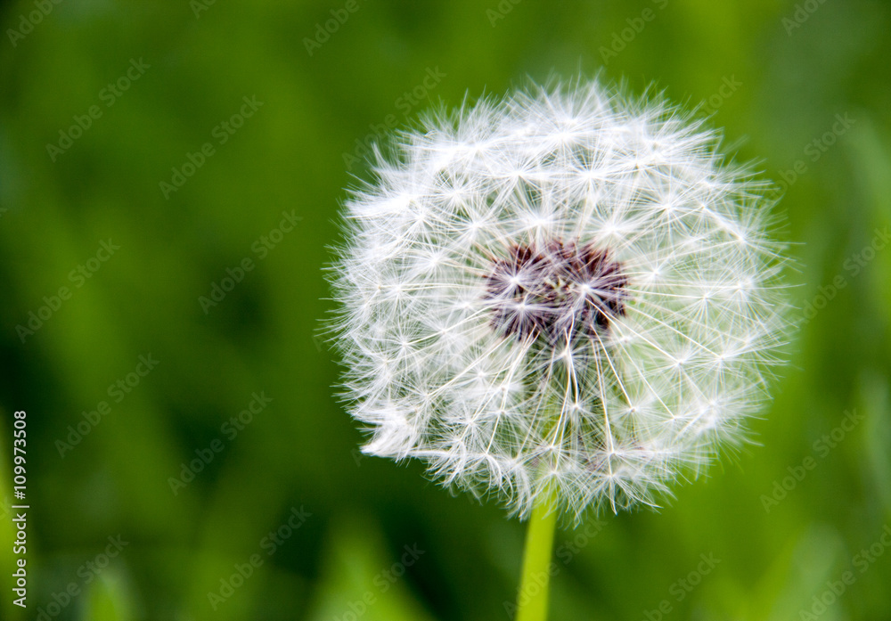 dandelion macro close-up on a green background dandelion macro close-up on a green background