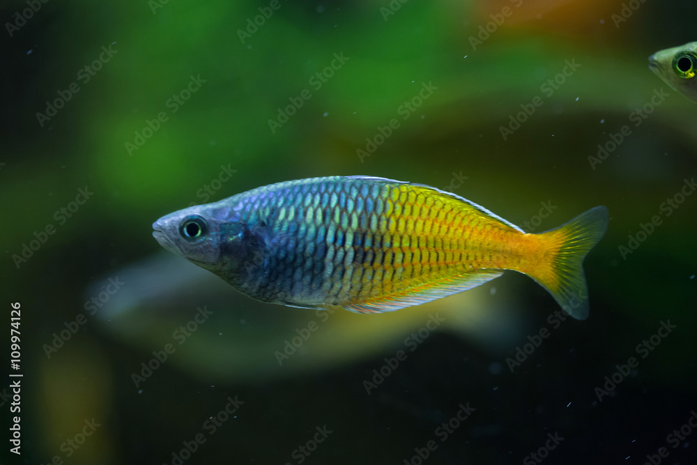 Boeseman's rainbowfish (Melanotaenia boesemani). Boeseman's rainbowfish (Melanotaenia boesemani).