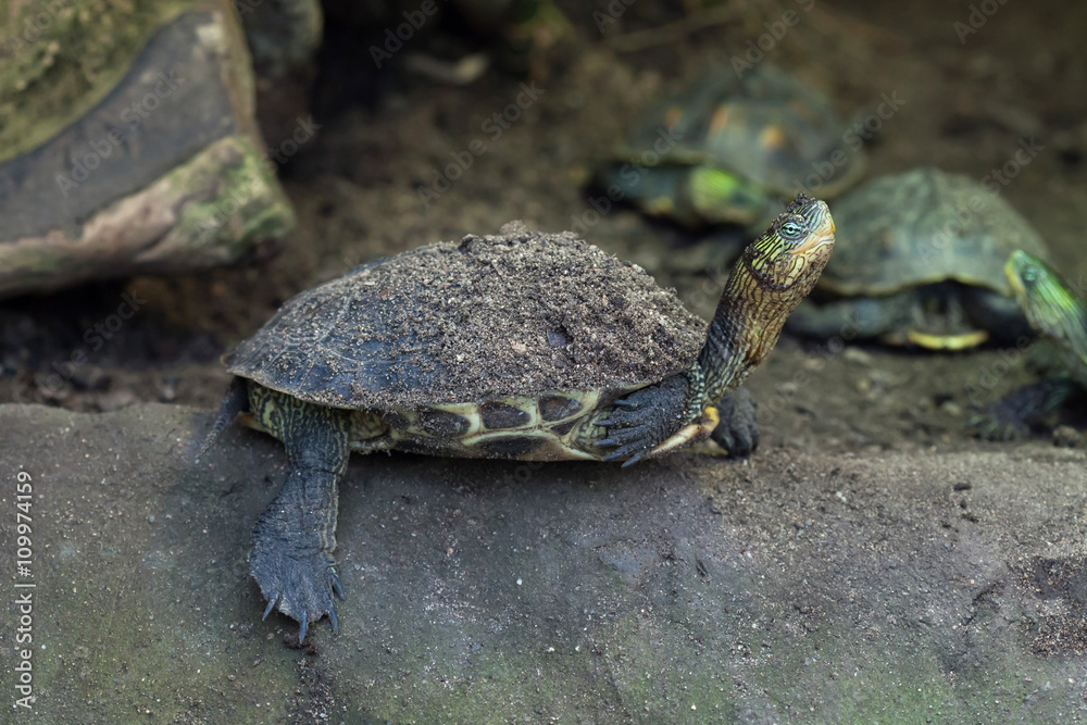 Obraz premium Chinese stripe-necked turtle (Ocadia sinensis).