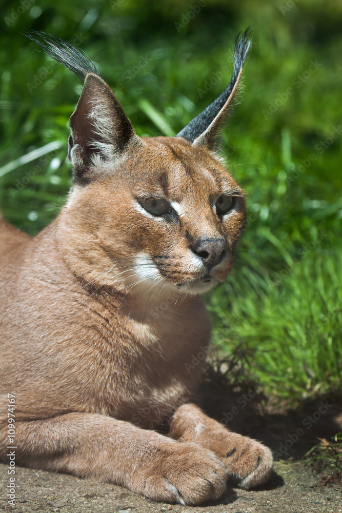 Fototapeta premium Caracal (Caracal caracal).