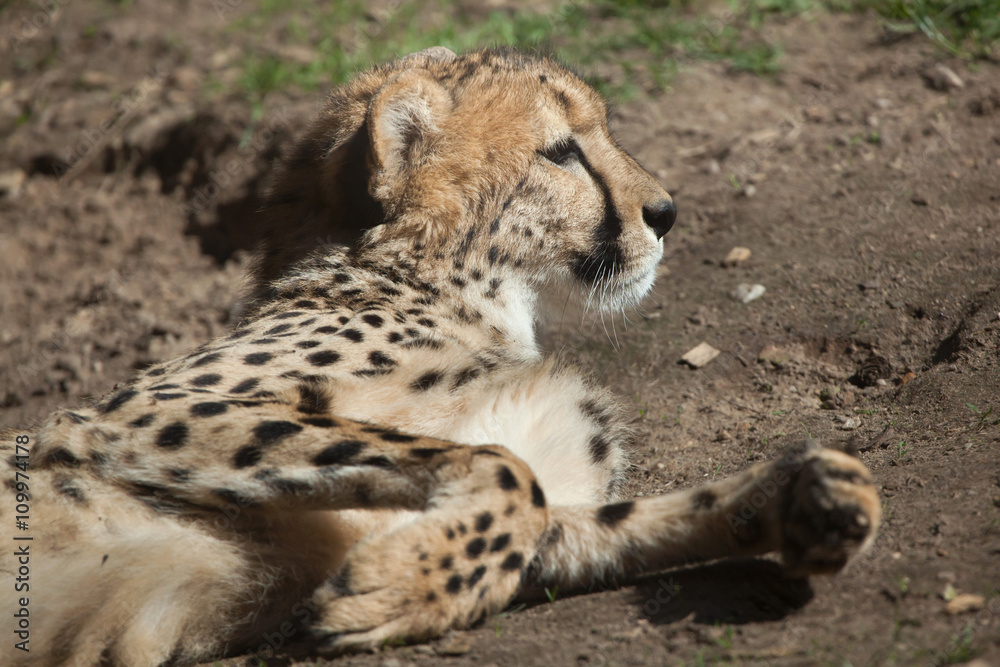 Fototapeta premium Cheetah (Acinonyx jubatus).