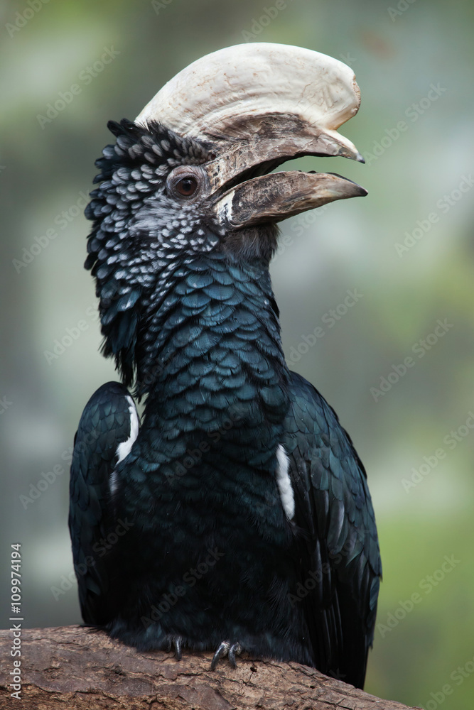 Fototapeta premium Silvery-cheeked hornbill (Bycanistes brevis).