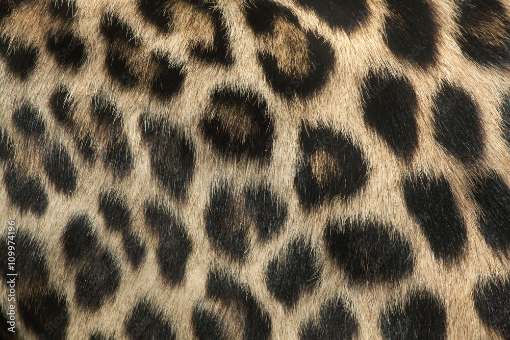 Obraz premium Persian leopard (Panthera pardus saxicolor). Fur texture.