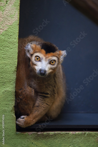 Crowned lemur (Eulemur coronatus). photo