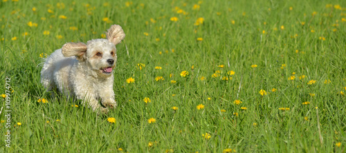 Tableau sur toile Hund auf Wiese