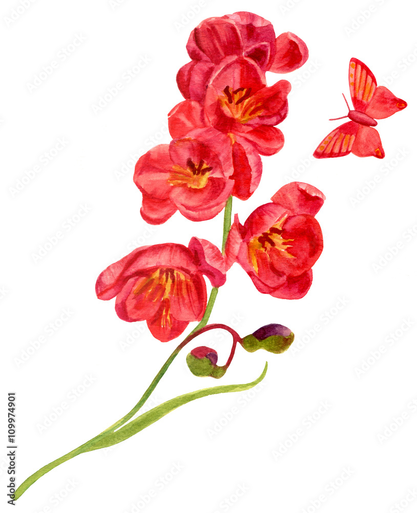 Watercolor drawing of branch of little red tulips with butterfly Watercolor drawing of branch of little red tulips with butterfly
