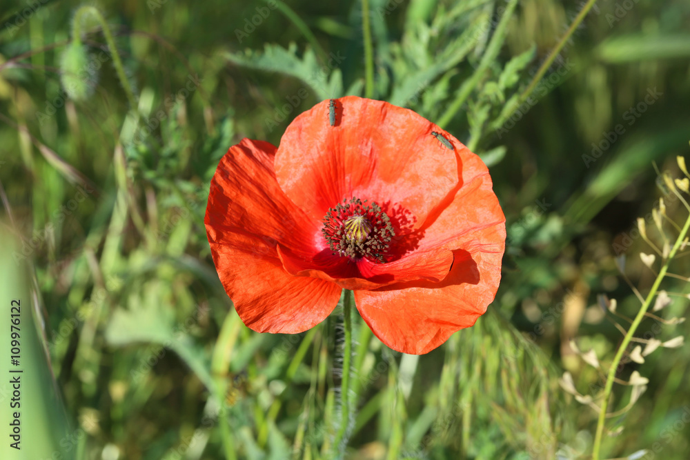 Red poppy flowers, close up Red poppy flowers, close up